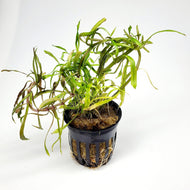Bunch Pogostemon Stellatus 'Octopus'-Aquatic Plants-Glass Grown Aquatics-Potted-Glass Grown Aquatics-Aquarium live fish plants, decor