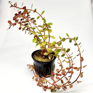 Rotala Vietam H'ra-Aquatic Plants-Glass Grown-Potted-Glass Grown Aquatics-Aquarium live fish plants, decor