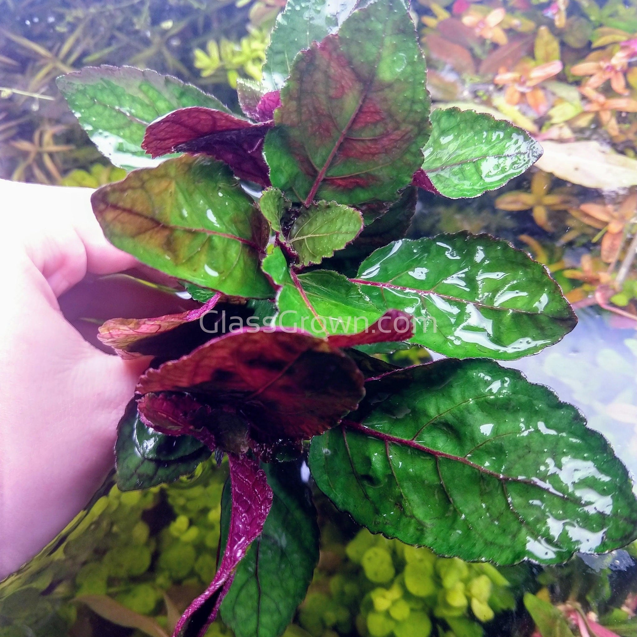 purple waffle plant pot size Purple Waffle Plant 2" Pot – Glass Grown Aquatics