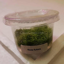 Load image into Gallery viewer, Tissue Culture Riccia Fluitans-Aquatic Plants-Glass Grown-Glass Grown Aquatics-Aquarium live fish plants, decor
