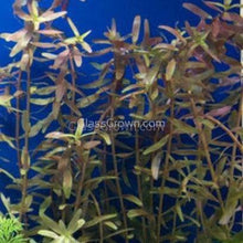 Load image into Gallery viewer, 1 CENT SAMPLE Mystery Red Stem Plant-Aquatic Plants-Glass Grown Aquatics-Glass Grown Aquatics-Aquarium live fish plants, decor
