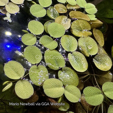 Load image into Gallery viewer, Salvinia Minima 4oz Portion-Aquatic Plants-Glass Grown-Glass Grown Aquatics-Aquarium live fish plants, decor
