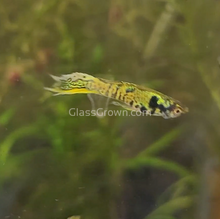 Load image into Gallery viewer, Mystery Endlers 6 Pack-Live Animals-Glass Grown-School of 6-Glass Grown Aquatics-Aquarium live fish plants, decor
