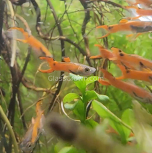Load image into Gallery viewer, Mystery Endlers 6 Pack-Live Animals-Glass Grown-School of 6-Glass Grown Aquatics-Aquarium live fish plants, decor
