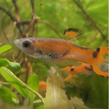 Load image into Gallery viewer, Mystery Endlers 6 Pack-Live Animals-Glass Grown-School of 6-Glass Grown Aquatics-Aquarium live fish plants, decor
