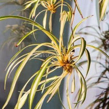 Load image into Gallery viewer, Spider Plant 2&quot; Pot-Aquatic Plants-Glass Grown-Glass Grown Aquatics-Aquarium live fish plants, decor
