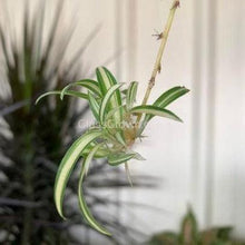 Load image into Gallery viewer, Spider Plant 2&quot; Pot-Aquatic Plants-Glass Grown-Glass Grown Aquatics-Aquarium live fish plants, decor
