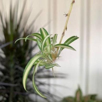 Spider Plant 2