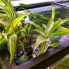 Load image into Gallery viewer, Striped Lucky Bamboo 2&quot; Pot-Aquatic Plants-Glass Grown-Glass Grown Aquatics-Aquarium live fish plants, decor
