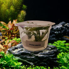 Load image into Gallery viewer, Tissue Culture Anubias Barteri &#39;Gigantea&#39;-Aquatic Plants-Glass Grown-Glass Grown Aquatics-Aquarium live fish plants, decor
