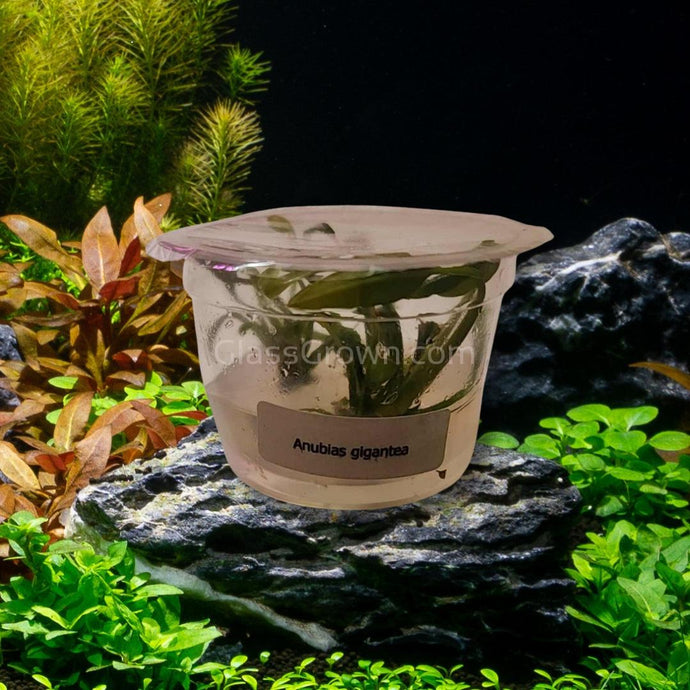 Tissue Culture Anubias Barteri 'Gigantea'-Aquatic Plants-Glass Grown-Glass Grown Aquatics-Aquarium live fish plants, decor