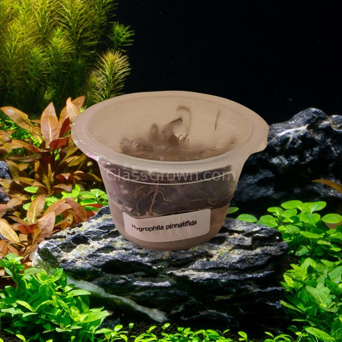 Tissue Culture Hygrophila Pinnatifida-Aquatic Plants-Glass Grown Aquatics-Glass Grown Aquatics-Aquarium live fish plants, decor