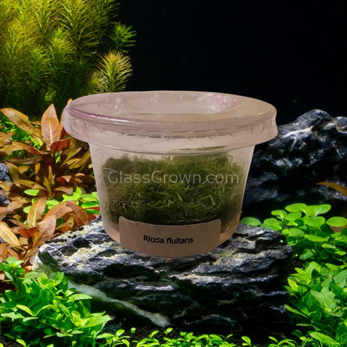 Tissue Culture Riccia Fluitans-Aquatic Plants-Glass Grown-Glass Grown Aquatics-Aquarium live fish plants, decor