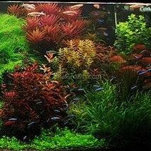 Load image into Gallery viewer, Done For You Plant Package, 12 Full Size (High Light, Co2 Required)-Aquatic Plants-Glass Grown Aquatics-12 Plants-Glass Grown Aquatics-Aquarium live fish plants, decor
