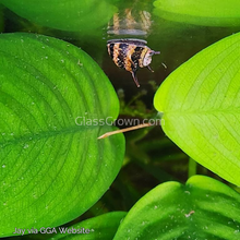 Load image into Gallery viewer, Three-Color Horned Nerite Snail 3 Pack-Live Animals-Glass Grown-Pack of Three Snails-Glass Grown Aquatics-Aquarium live fish plants, decor
