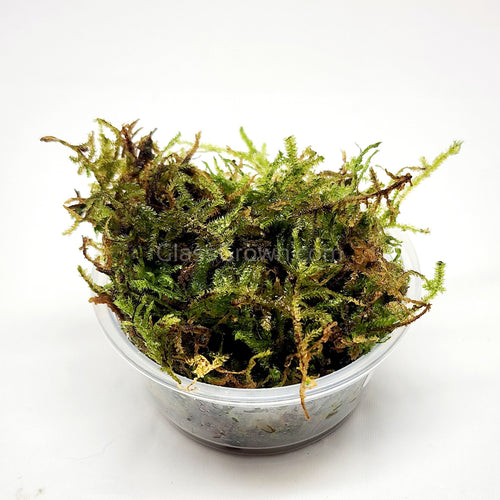 Christmas Moss 2oz Portion-Aquatic Plants-Glass Grown-One 2 oz Cup-Glass Grown Aquatics-Aquarium live fish plants, decor