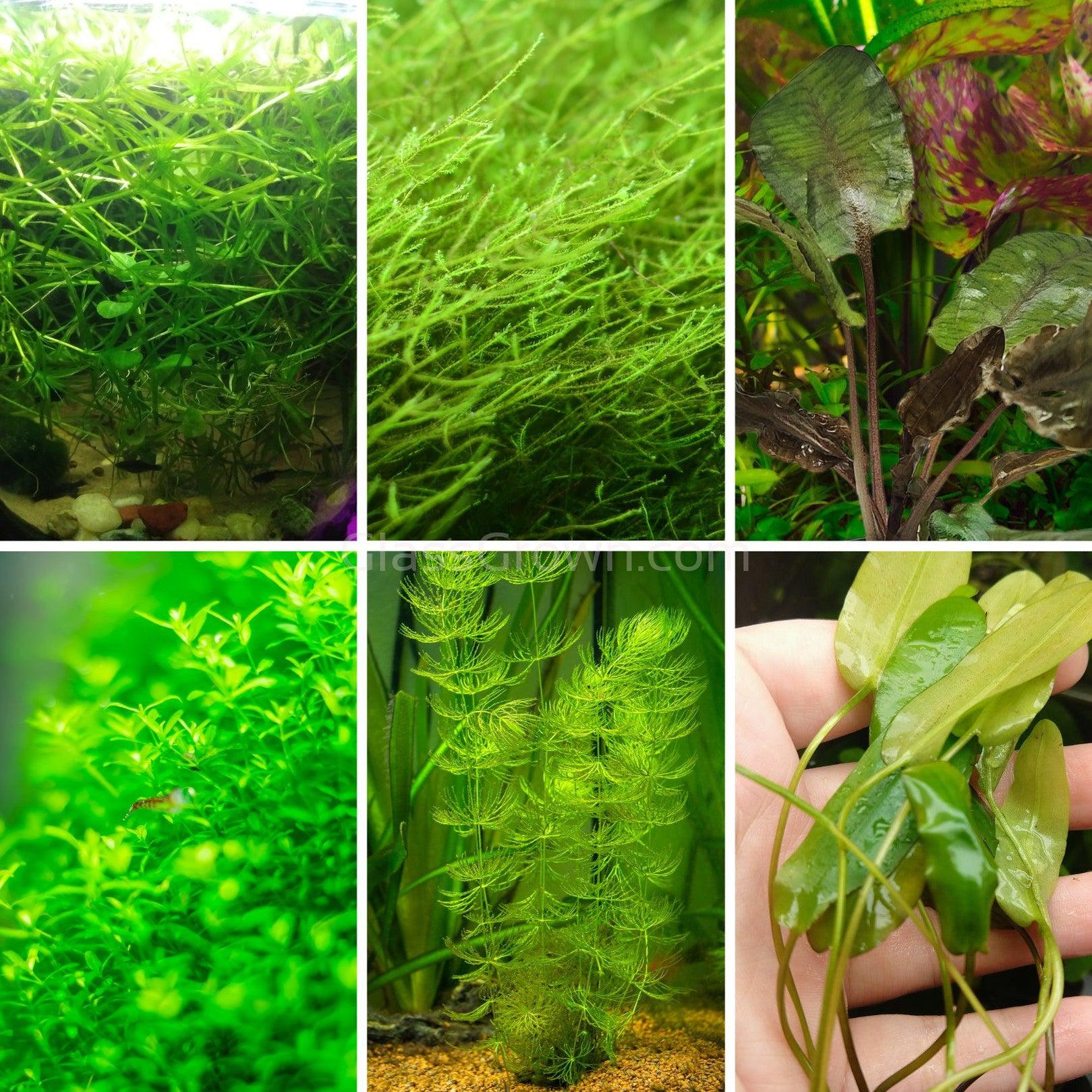 Walstad Tank Plant Starter Pack, 6 Low-Tech Live Plants
