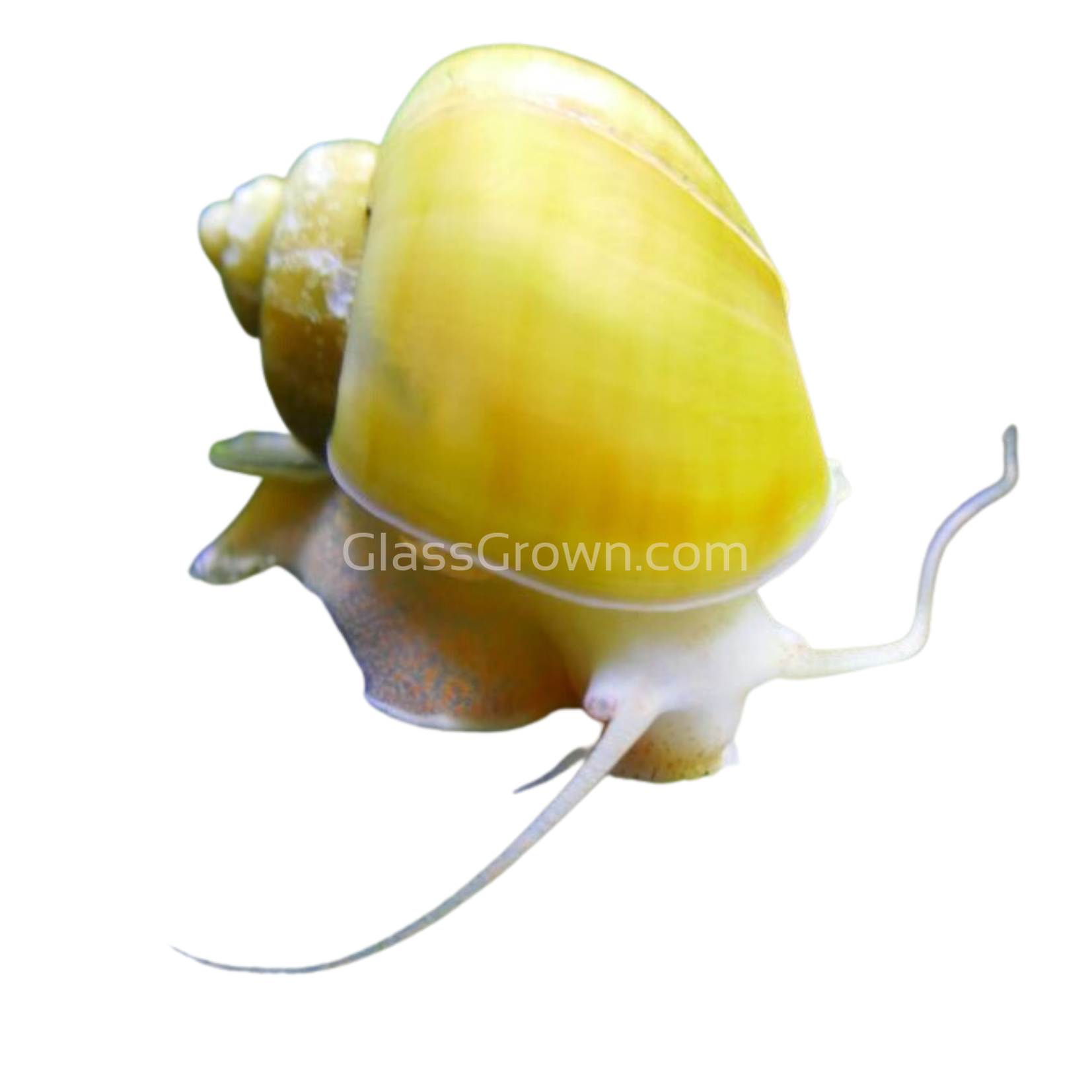 Golden Mystery Snail – Glass Grown Aquatics