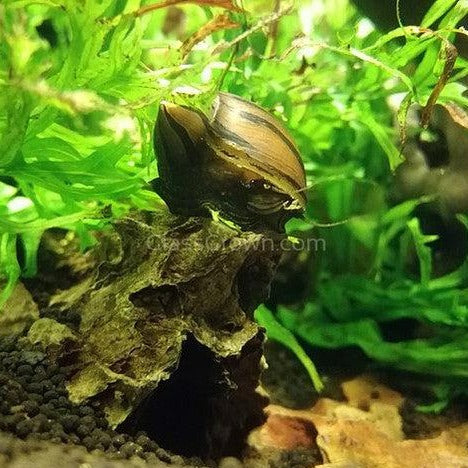 Aquatic Arts 3 Red Racer Nerite Snails | Nano Tank Snail | Safe With Betta/Tetra/Guppy Fish Or Dwarf Shrimp Aquariums