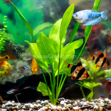 Load image into Gallery viewer, Mystery Sword-Aquatic Plants-Glass Grown Aquatics-Single-Glass Grown Aquatics-Aquarium live fish plants, decor
