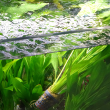 Load image into Gallery viewer, Potted Amazon Sword-Aquatic Plants-Glass Grown-Glass Grown Aquatics-Aquarium live fish plants, decor
