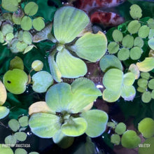 Load image into Gallery viewer, Mixed Floating Aquarium Plants 4oz Cup - Live Freshwater Floaters for Betta Shrimp Fry Safe-Aquatic Plants-Glass Grown-Glass Grown Aquatics-Aquarium live fish plants, decor
