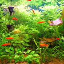 Load image into Gallery viewer, Mystery Bunch plant-Aquatic Plants-Glass Grown Aquatics-Single-Glass Grown Aquatics-Aquarium live fish plants, decor
