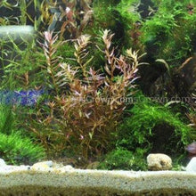 Load image into Gallery viewer, 1 CENT SAMPLE Mystery Red Stem Plant-Aquatic Plants-Glass Grown Aquatics-Glass Grown Aquatics-Aquarium live fish plants, decor
