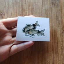 Load image into Gallery viewer, Pick your own nano fish sticker-Decorative Stickers-Glass Grown-Celestial Pearl Danio #026-Glass Grown Aquatics-Aquarium live fish plants, decor
