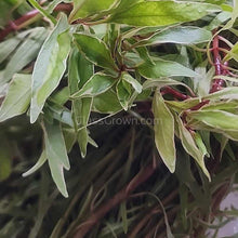 Load image into Gallery viewer, Bunch Ludwigia White-Aquatic Plants-Glass Grown Aquatics-Glass Grown Aquatics-Aquarium live fish plants, decor
