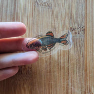 Pick your own nano fish sticker-Decorative Stickers-Glass Grown-Celestial Pearl Danio #026-Glass Grown Aquatics-Aquarium live fish plants, decor