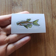 Load image into Gallery viewer, Pick your own nano fish sticker-Decorative Stickers-Glass Grown-Celestial Pearl Danio #026-Glass Grown Aquatics-Aquarium live fish plants, decor
