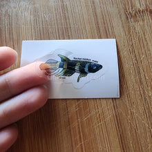 Load image into Gallery viewer, Pick your own nano fish sticker-Decorative Stickers-Glass Grown-Rocket Killifish #001-Glass Grown Aquatics-Aquarium live fish plants, decor
