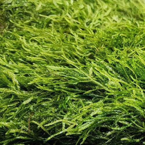 Tissue Culture Flame Moss-Aquatic Plants-Glass Grown-Glass Grown Aquatics-Aquarium live fish plants, decor