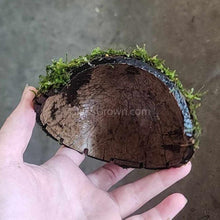 Load image into Gallery viewer, Java Moss Coconut Cave-Aquarium Decor-Glass Grown Aquatics-Glass Grown Aquatics-Aquarium live fish plants, decor
