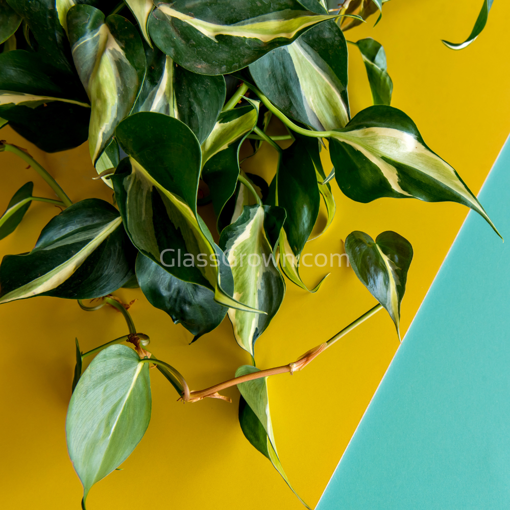 philodendron in crab tank Philodendron 'Brasil' – Glass Grown Aquatics