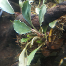 Load image into Gallery viewer, Mystery Buce Mini-Aquatic Plants-Glass Grown Aquatics-Glass Grown Aquatics-Aquarium live fish plants, decor
