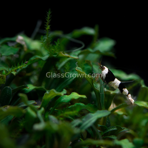 Mystery Buce Mini-Aquatic Plants-Glass Grown Aquatics-Glass Grown Aquatics-Aquarium live fish plants, decor