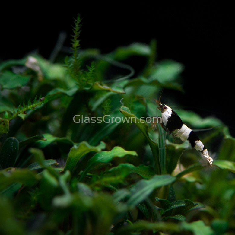 buce aquarium plant Mystery Buce Mini – Glass Grown Aquatics