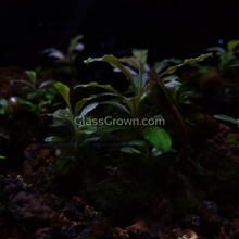 Load image into Gallery viewer, Mystery Buce Mini-Aquatic Plants-Glass Grown Aquatics-Glass Grown Aquatics-Aquarium live fish plants, decor
