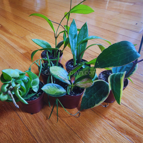 Assorted Hoya Plants 2