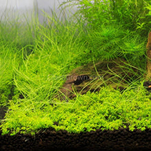 Load image into Gallery viewer, 1 CENT SAMPLE 2oz Mystery Creeping Plant-Aquatic Plants-Glass Grown Aquatics-Glass Grown Aquatics-Aquarium live fish plants, decor
