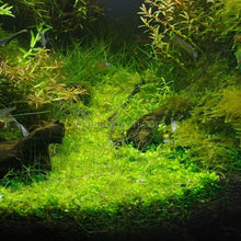 Load image into Gallery viewer, 1 CENT SAMPLE 2oz Mystery Creeping Plant-Aquatic Plants-Glass Grown Aquatics-Glass Grown Aquatics-Aquarium live fish plants, decor

