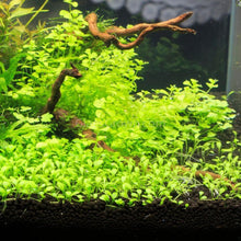 Load image into Gallery viewer, 1 CENT SAMPLE 2oz Mystery Creeping Plant-Aquatic Plants-Glass Grown Aquatics-Glass Grown Aquatics-Aquarium live fish plants, decor
