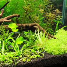 Load image into Gallery viewer, 1 CENT SAMPLE 2oz Mystery Creeping Plant-Aquatic Plants-Glass Grown Aquatics-Glass Grown Aquatics-Aquarium live fish plants, decor
