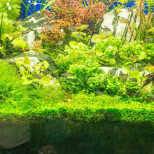 Load image into Gallery viewer, 1 CENT SAMPLE 2oz Mystery Creeping Plant-Aquatic Plants-Glass Grown Aquatics-Glass Grown Aquatics-Aquarium live fish plants, decor

