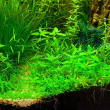 Load image into Gallery viewer, 1 CENT SAMPLE 2oz Mystery Creeping Plant-Aquatic Plants-Glass Grown Aquatics-Glass Grown Aquatics-Aquarium live fish plants, decor

