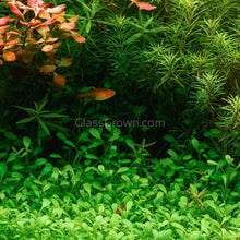 Load image into Gallery viewer, 1 CENT SAMPLE 2oz Mystery Creeping Plant-Aquatic Plants-Glass Grown Aquatics-Glass Grown Aquatics-Aquarium live fish plants, decor
