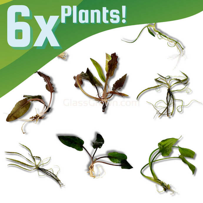 Grower's Choice Cryptocoryne (6 Plants)-Aquatic Plants-Glass Grown-6x Plants-Glass Grown Aquatics-Aquarium live fish plants, decor