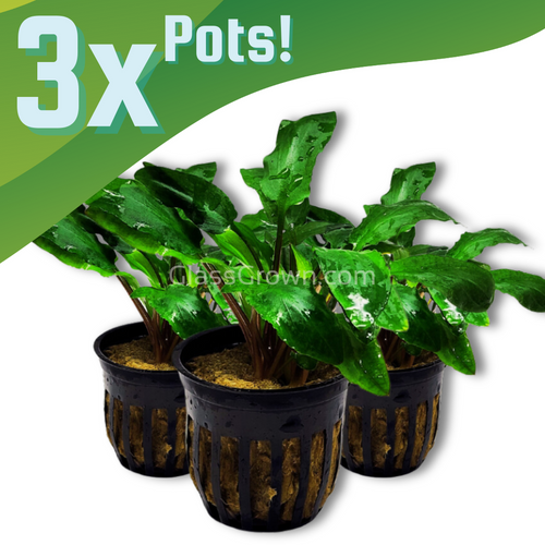 Cryptocoryne Wendtii Green 3-10 Pots NYE-Aquatic Plants-Glass Grown-1 Pot-Glass Grown Aquatics-Aquarium live fish plants, decor